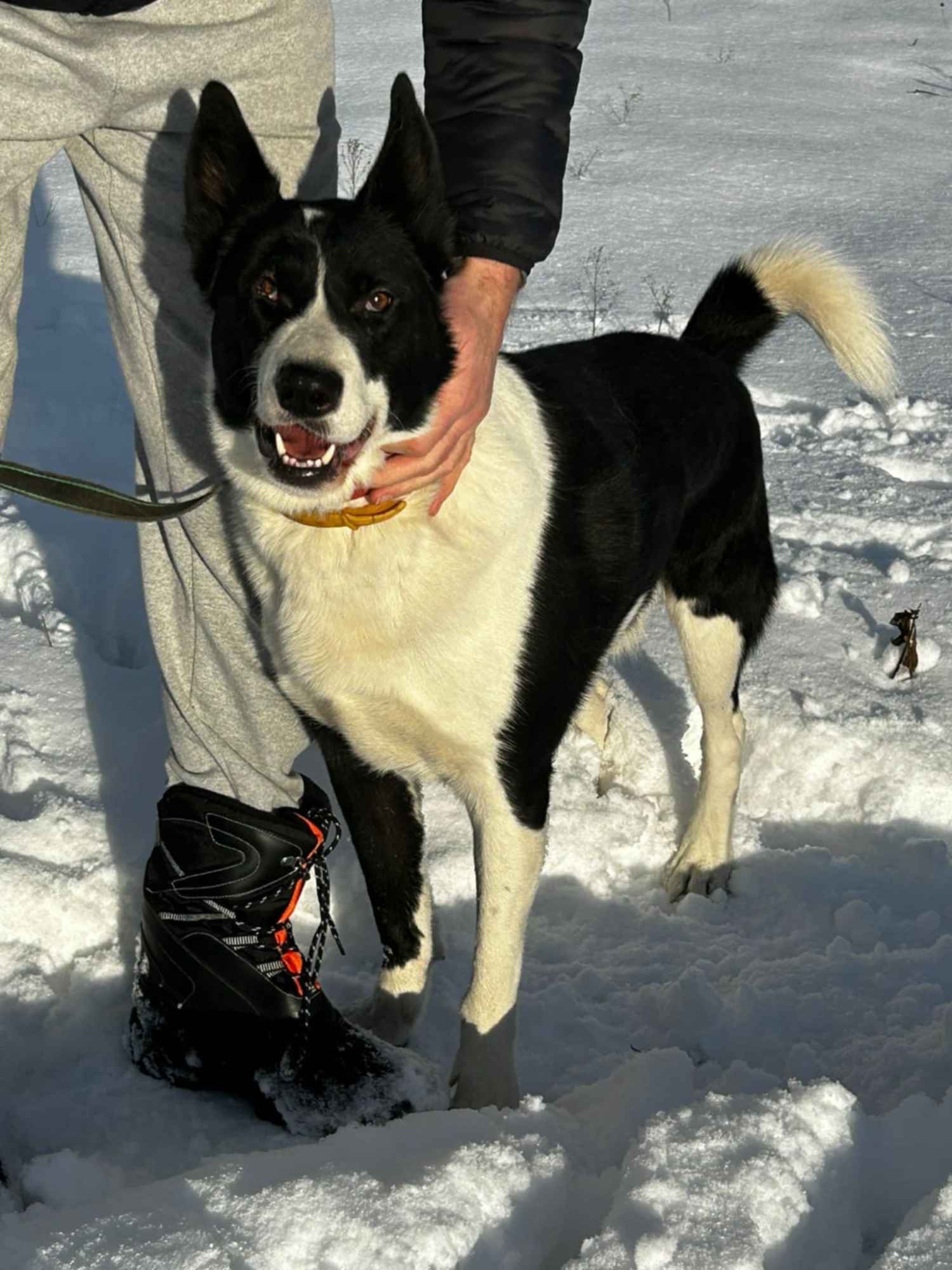 Pako - przyjazny, wesoły, proludzki karelczyk mix Olsztyn - zdjęcie 1