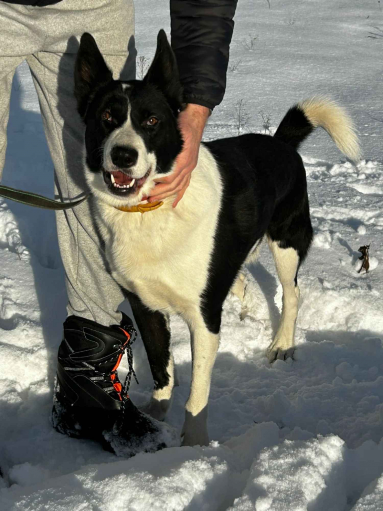 Pako - przyjazny, wesoły, proludzki karelczyk mix Olsztyn - zdjęcie 1