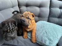 shar pei szczenieta Shar-pei FCI black/red Częstochowa - zdjęcie 8