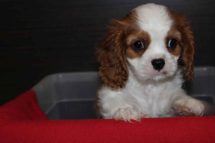 Cavalier King Charles Spaniel-szczeniaczek ZKwP Aleksandria - zdjęcie 3