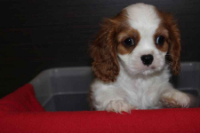 Cavalier King Charles Spaniel-szczeniaczek ZKwP Aleksandria - zdjęcie 3