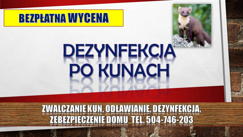 Kuna, kuny, Sprzątanie, tel. 504-746-203, odławianie, zwalczanie, cena Psie Pole - zdjęcie 5