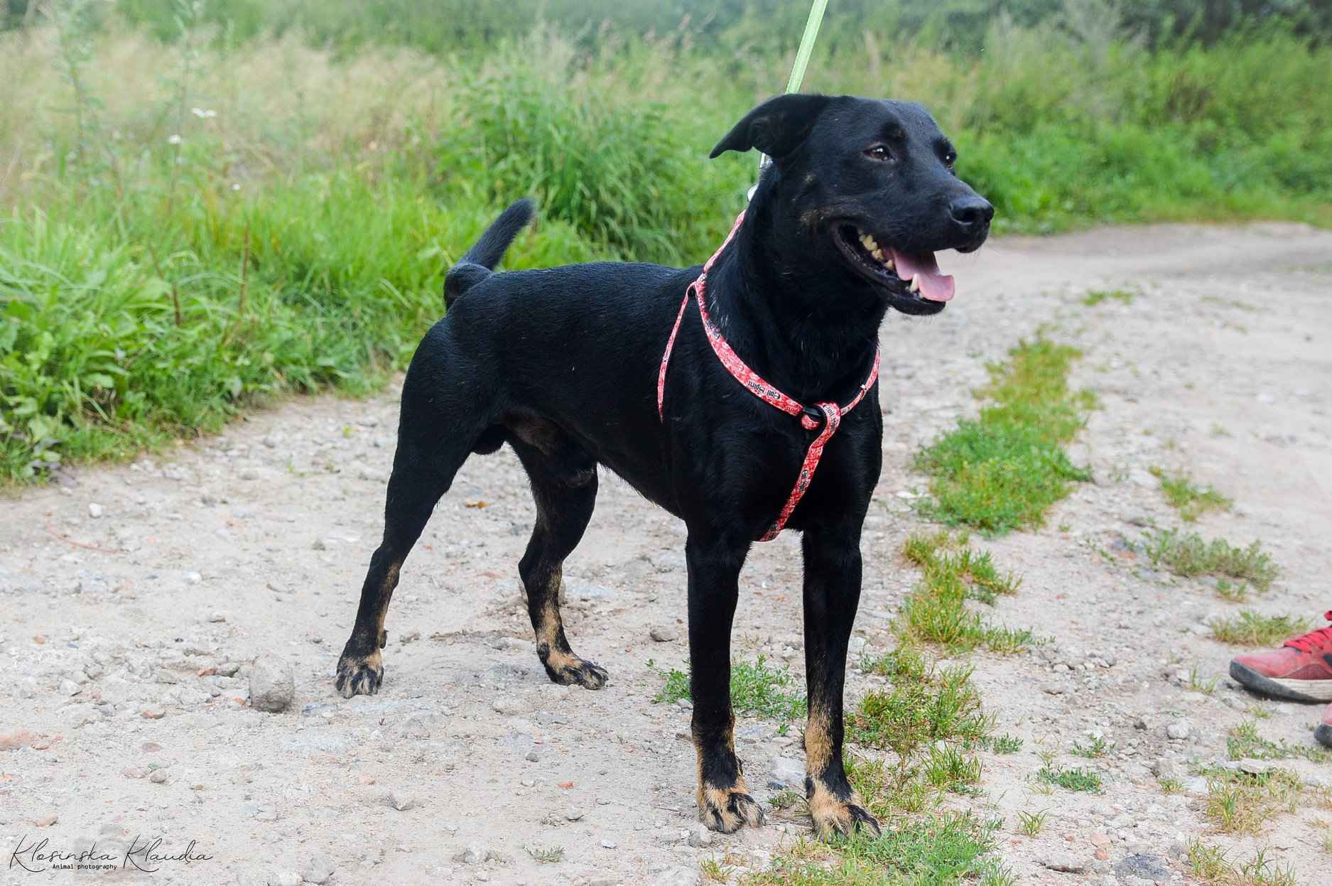 Bambo - wesoły, pełen życia, grzeczny psiak! Olsztyn - zdjęcie 2