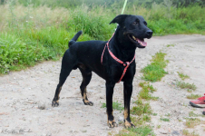 Bambo - wesoły, pełen życia, grzeczny psiak! Olsztyn - zdjęcie 2