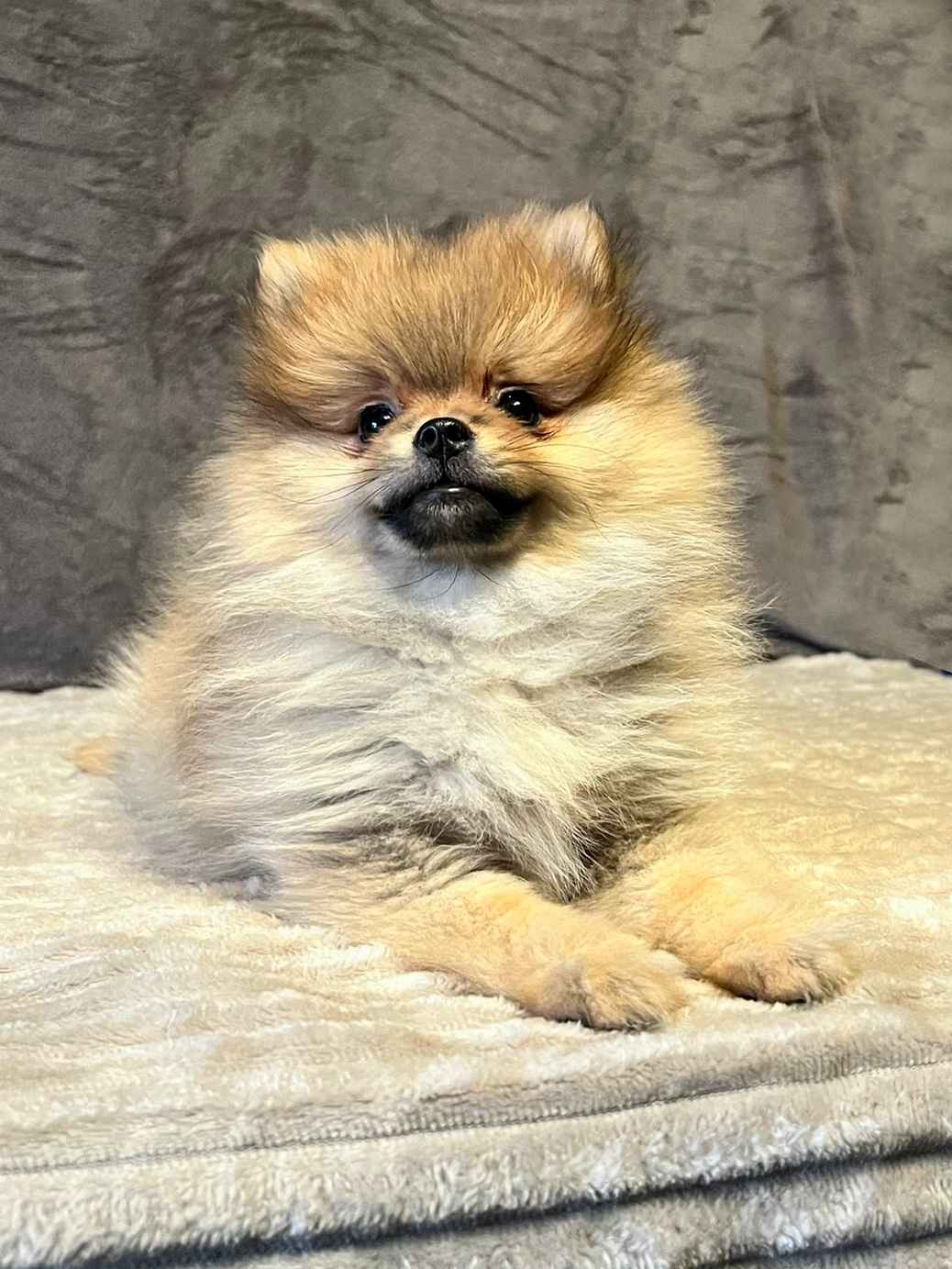 Szpic miniaturowy, Pomeranian - ORANGE Widzew - zdjęcie 7