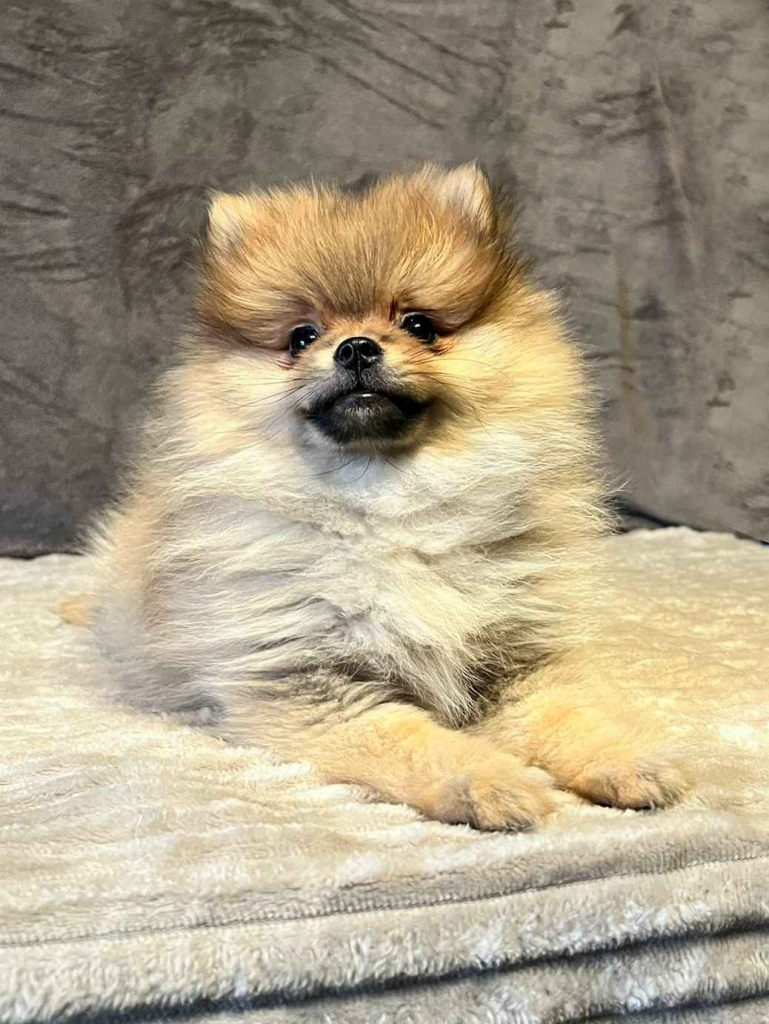 Szpic miniaturowy, Pomeranian - ORANGE Widzew - zdjęcie 7