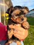 Sprzedam yorkshire terrier suczki