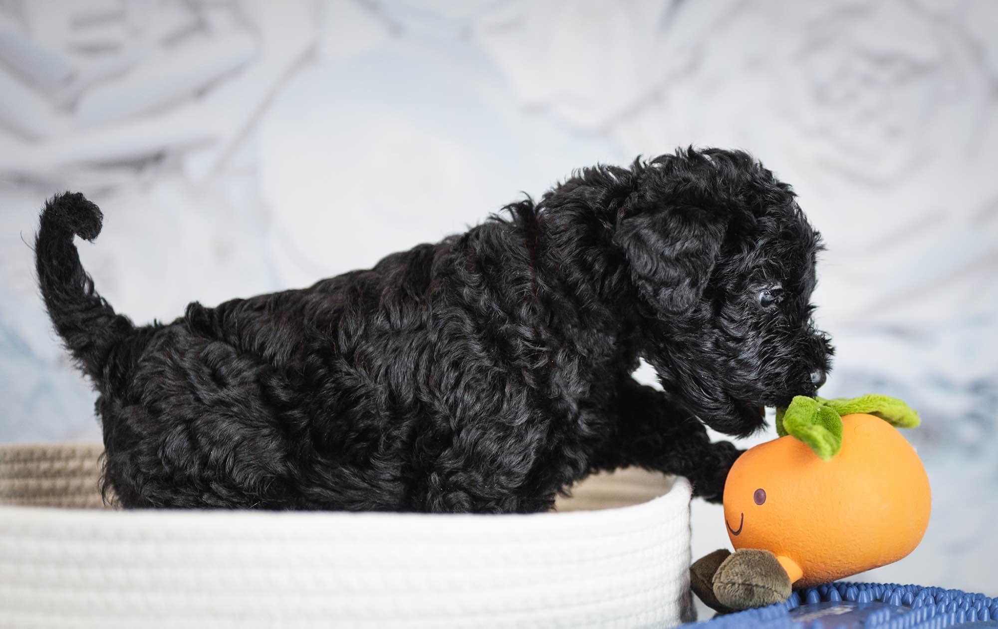 Kerry blue terrier Jedyne szczenięta w Polsce Radom - zdjęcie 8