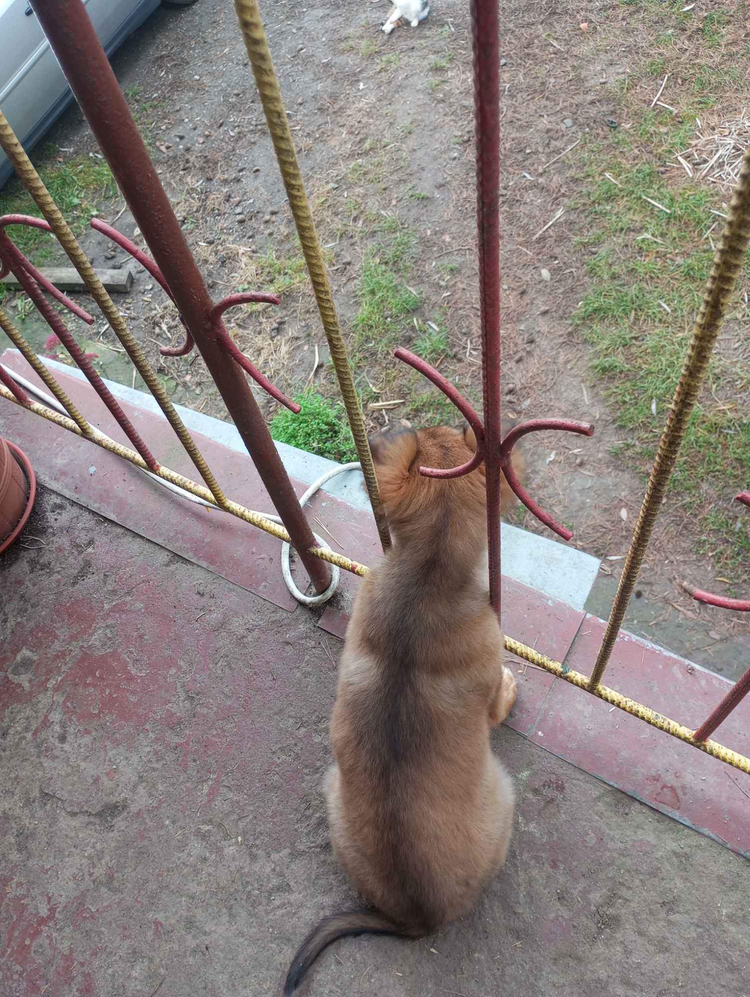 Owczarek niemiecki Sieprawice - zdjęcie 3