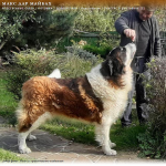 Moskiewski pies stróżujący Bernardyn Kaukaz Kangal Owczarek Koluszki - zdjęcie 10