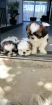 Shih tzu szczeniaki Sychowo - zdjęcie 2
