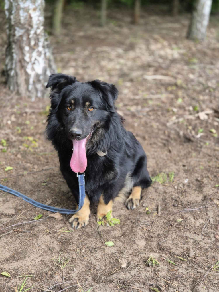 Kajtuś - fantastyczny, inteligentny przegubowiec szuka domu! Olsztyn - zdjęcie 3