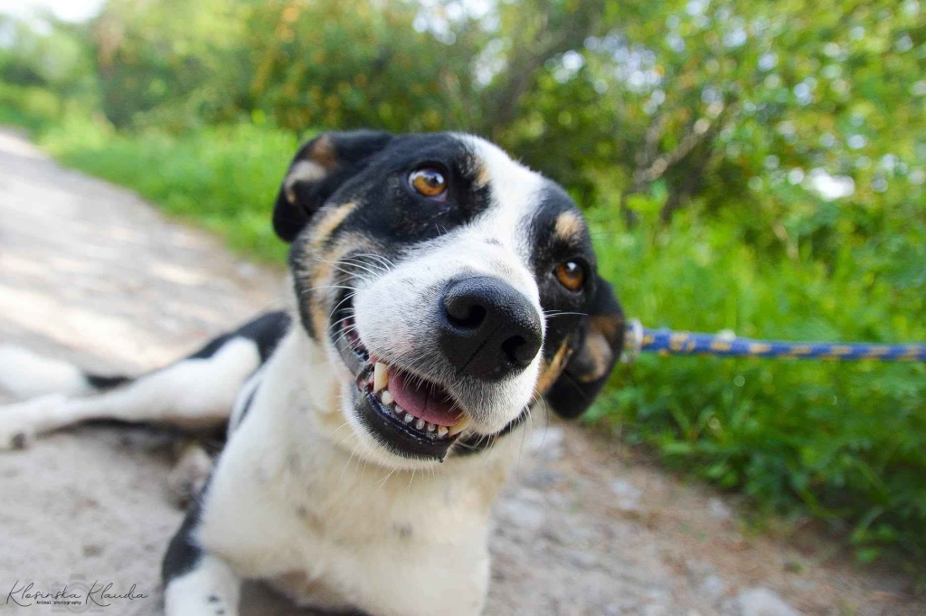 Pepsi - całe życie w schronisku, super sunia do adopcji Olsztyn - zdjęcie 6