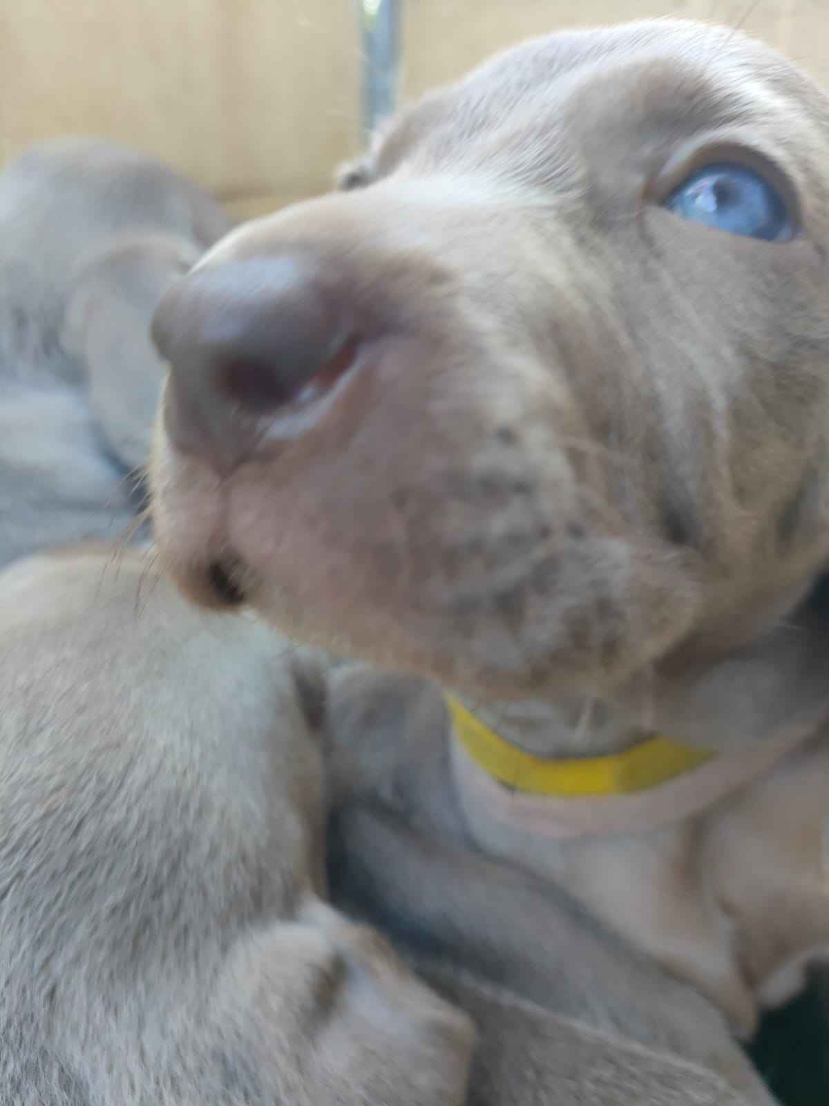 szczeniaki  wyżeł  weimarski Oleśnica - zdjęcie 3