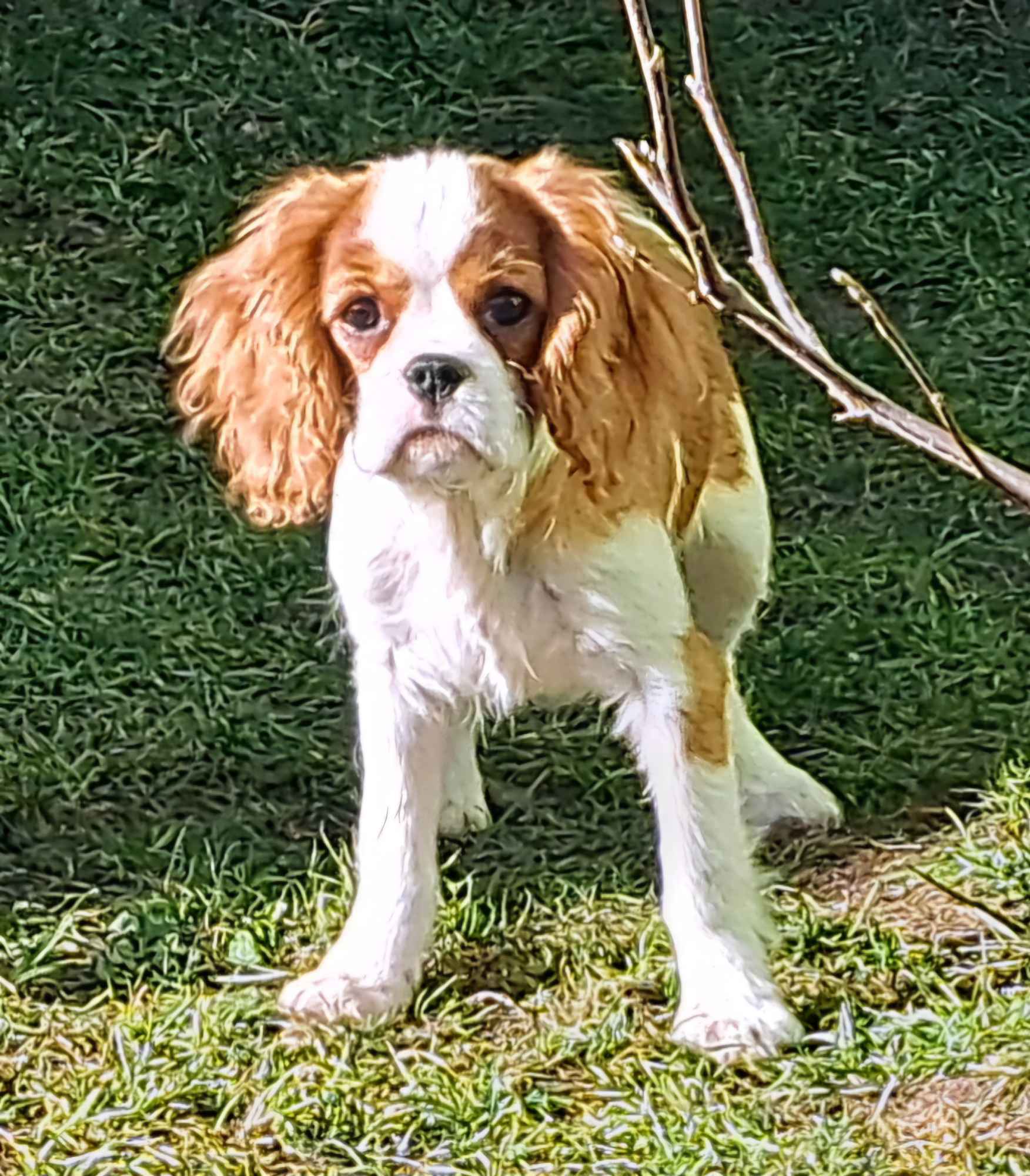 Chlopczyk blenheim Cavalier King Charles Spaniel do odbioru Zawiercie - zdjęcie 1