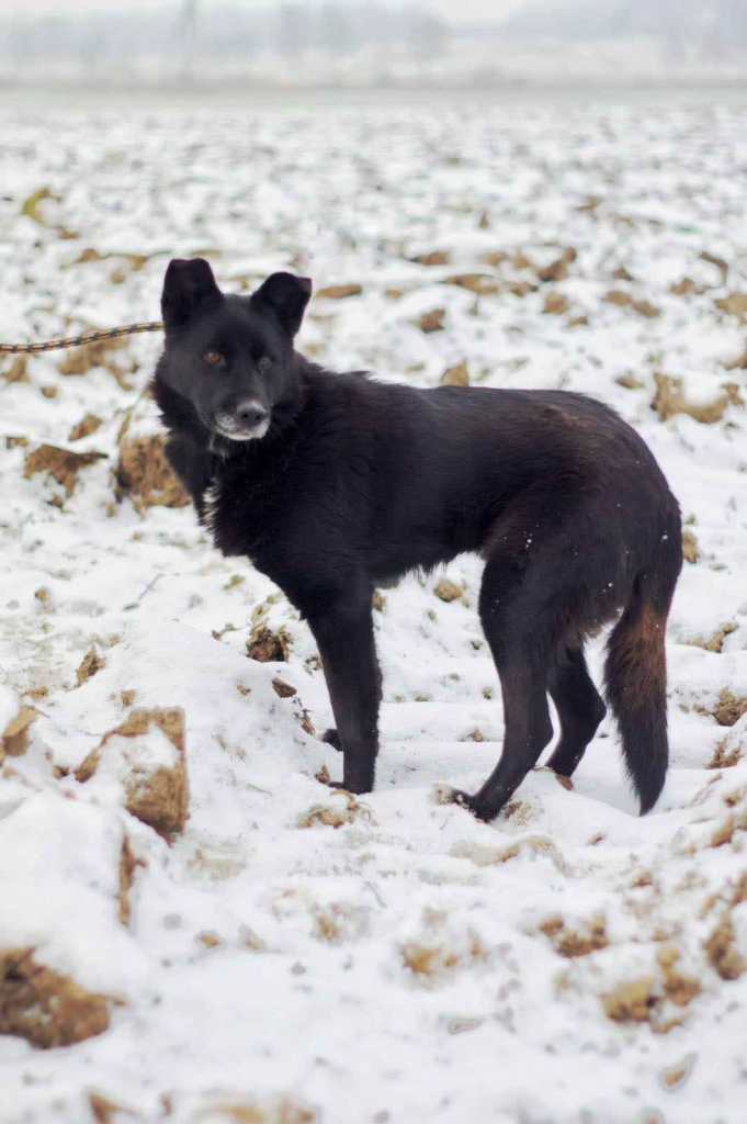 Cudowna, spokojna Bunia PILNIE szuka domu! Olsztyn - zdjęcie 2