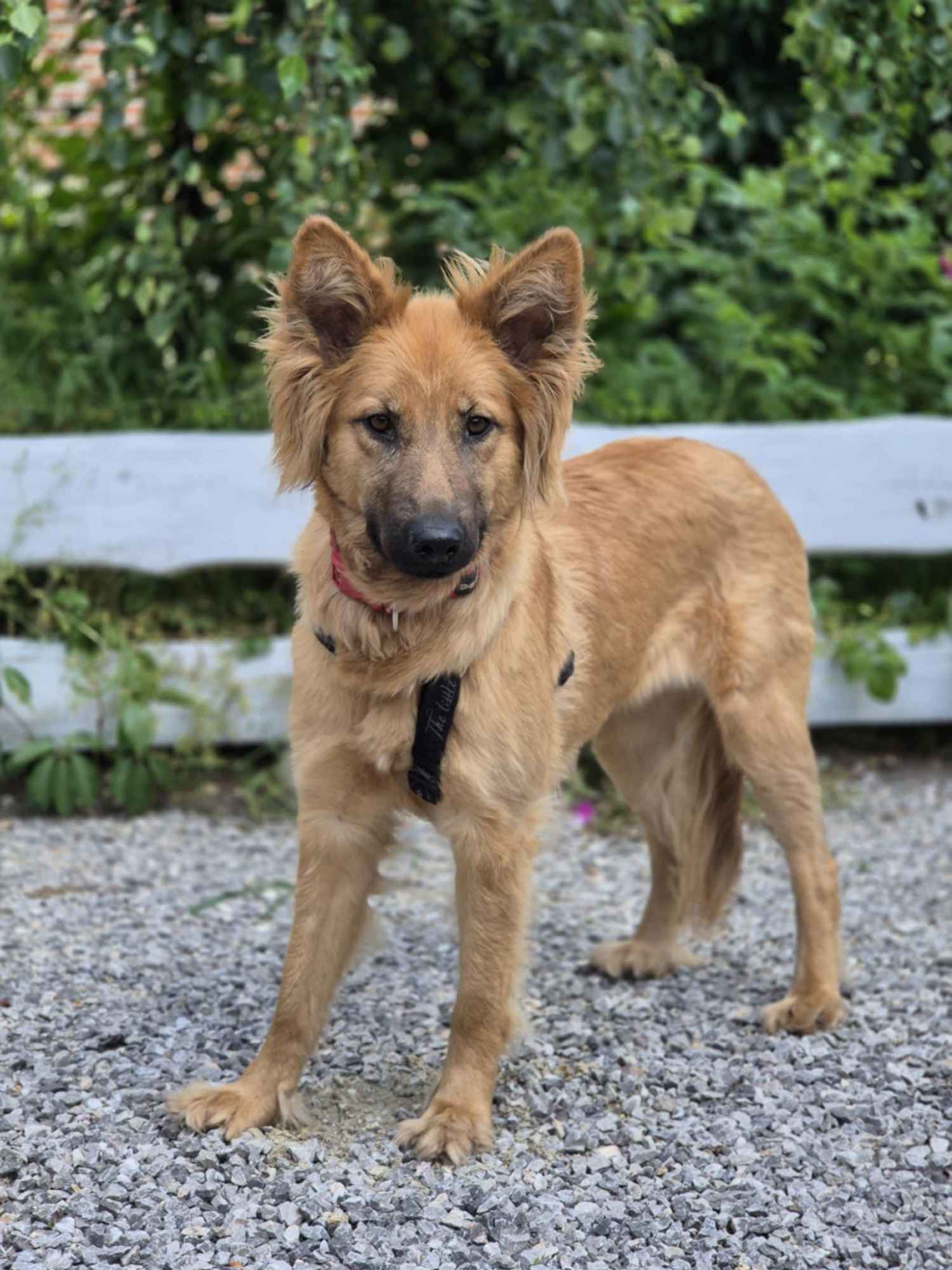 Bella - złotowłosa piękność, mądra, wesoła sunia do pokochania Olsztyn - zdjęcie 2