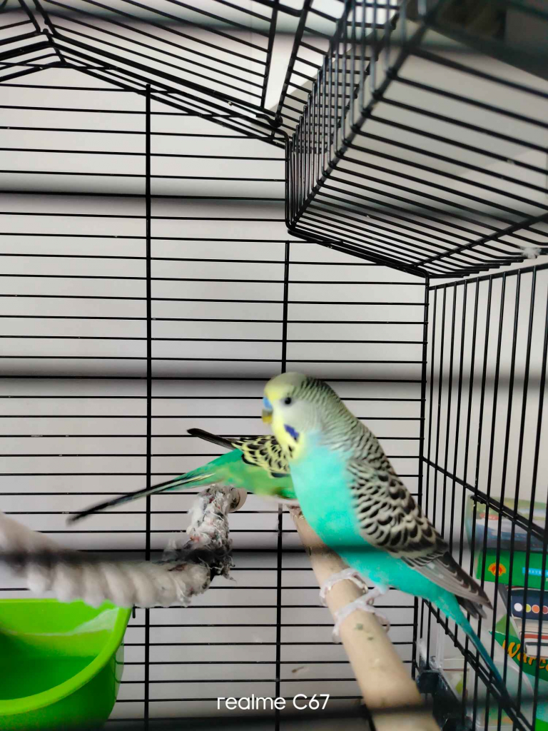 Hotel dla zwierząt domowych Zabrze - zdjęcie 3