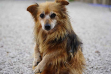 Puszek szuka ciepłego domu!