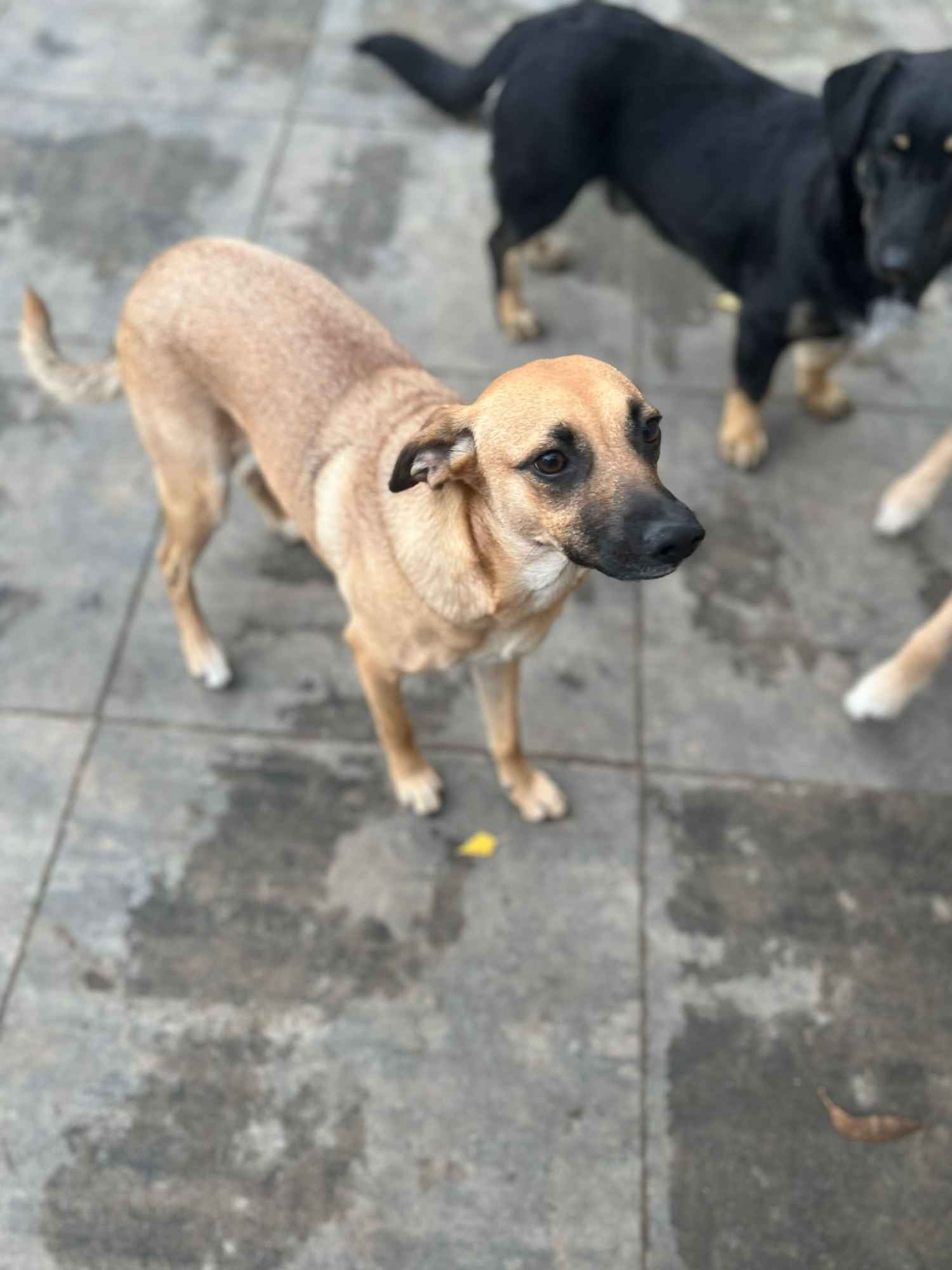 Dusia - filigranowa, kochana, fantastyczna sunia! Olsztyn - zdjęcie 5