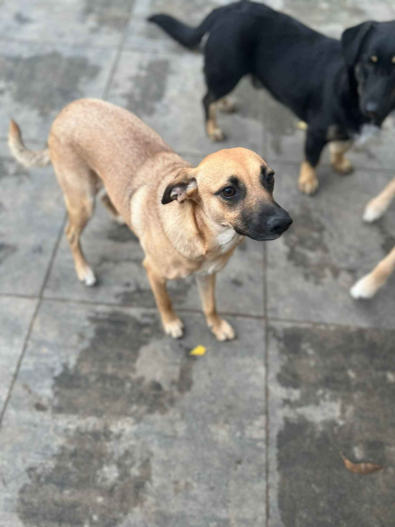 Dusia - filigranowa, kochana, fantastyczna sunia! Olsztyn - zdjęcie 5