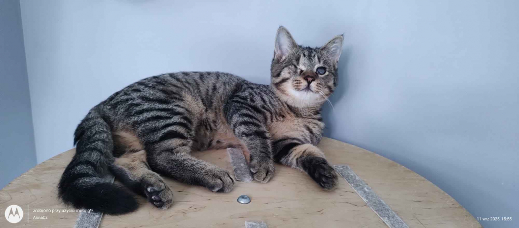 Bigos i Kliper, słodkie kociaki do adopcji Olsztyn - zdjęcie 4