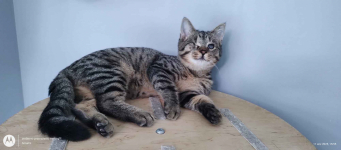 Bigos i Kliper, słodkie kociaki do adopcji Olsztyn - zdjęcie 4