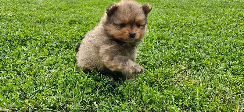 Szpic miniaturowy, pomeranian Bochnia - zdjęcie 3