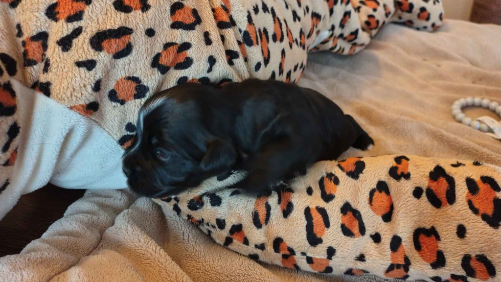 Hawańczyk z rodowodem Poniec - zdjęcie 5