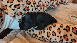 Hawańczyk z rodowodem Poniec - zdjęcie 5