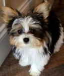 miniaturowe szczenięta Yorkshire Terrier Bemowo - zdjęcie 2