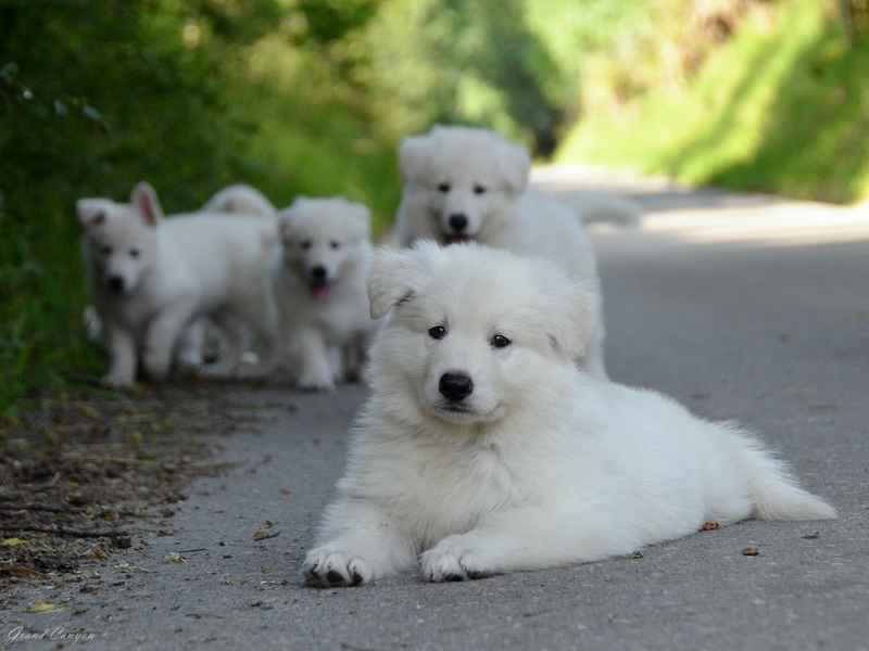 Biały Owczarek Szwajcarski Skała - zdjęcie 5