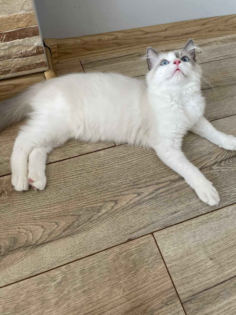 Sprzedam kota rasy Ragdoll FPL/FIFE Wieluń - zdjęcie 2