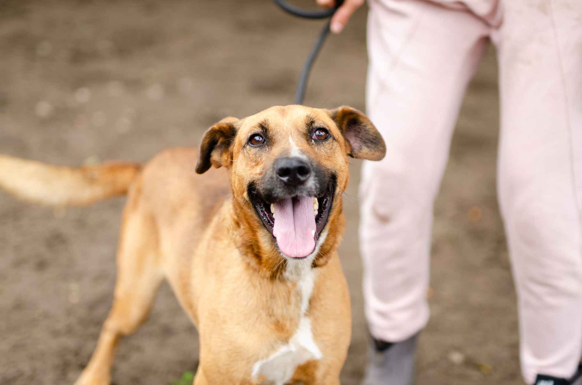 Fantastyczny Doniu szuka kochającego domu! Olsztyn - zdjęcie 4