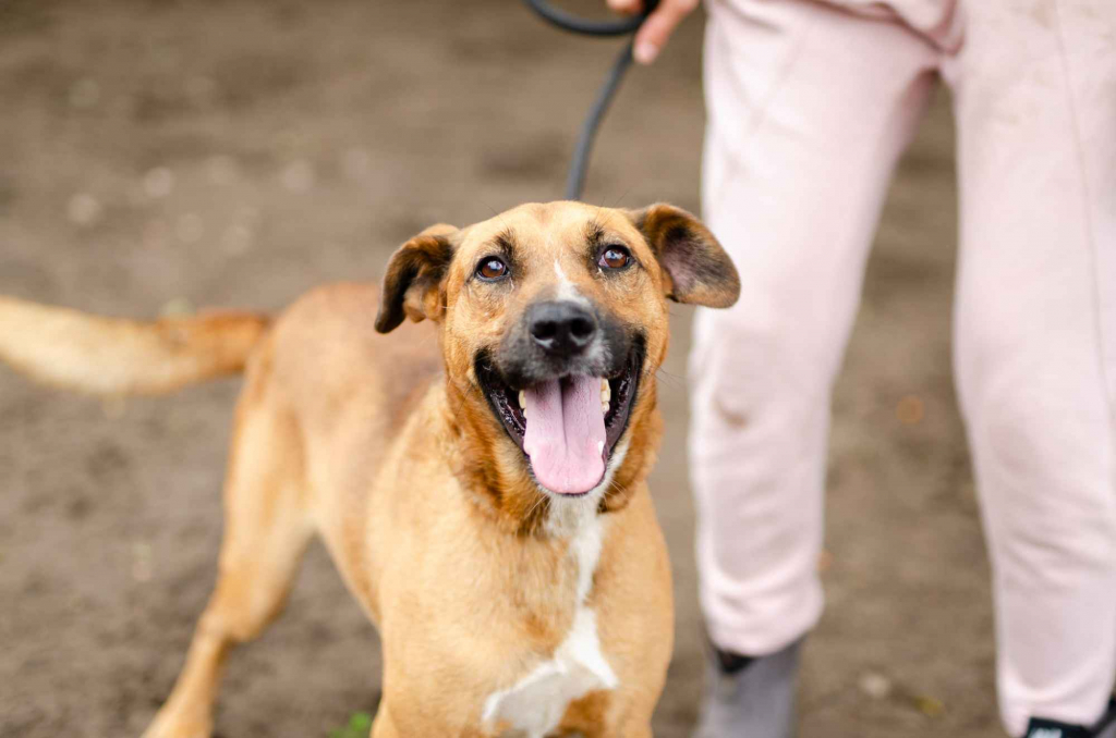 Fantastyczny Doniu szuka kochającego domu! Olsztyn - zdjęcie 4