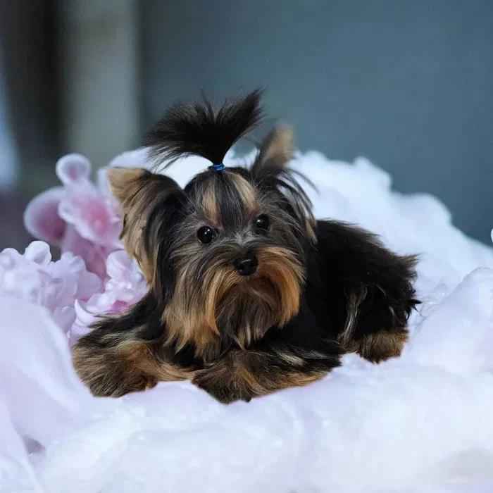 Piękny Maleńki York - komplet dokumentów ! Większy nie urośnie ! Cudo Fabryczna - zdjęcie 1