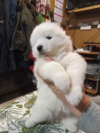 Samoyed szczenięta. Przemyśl - zdjęcie 4
