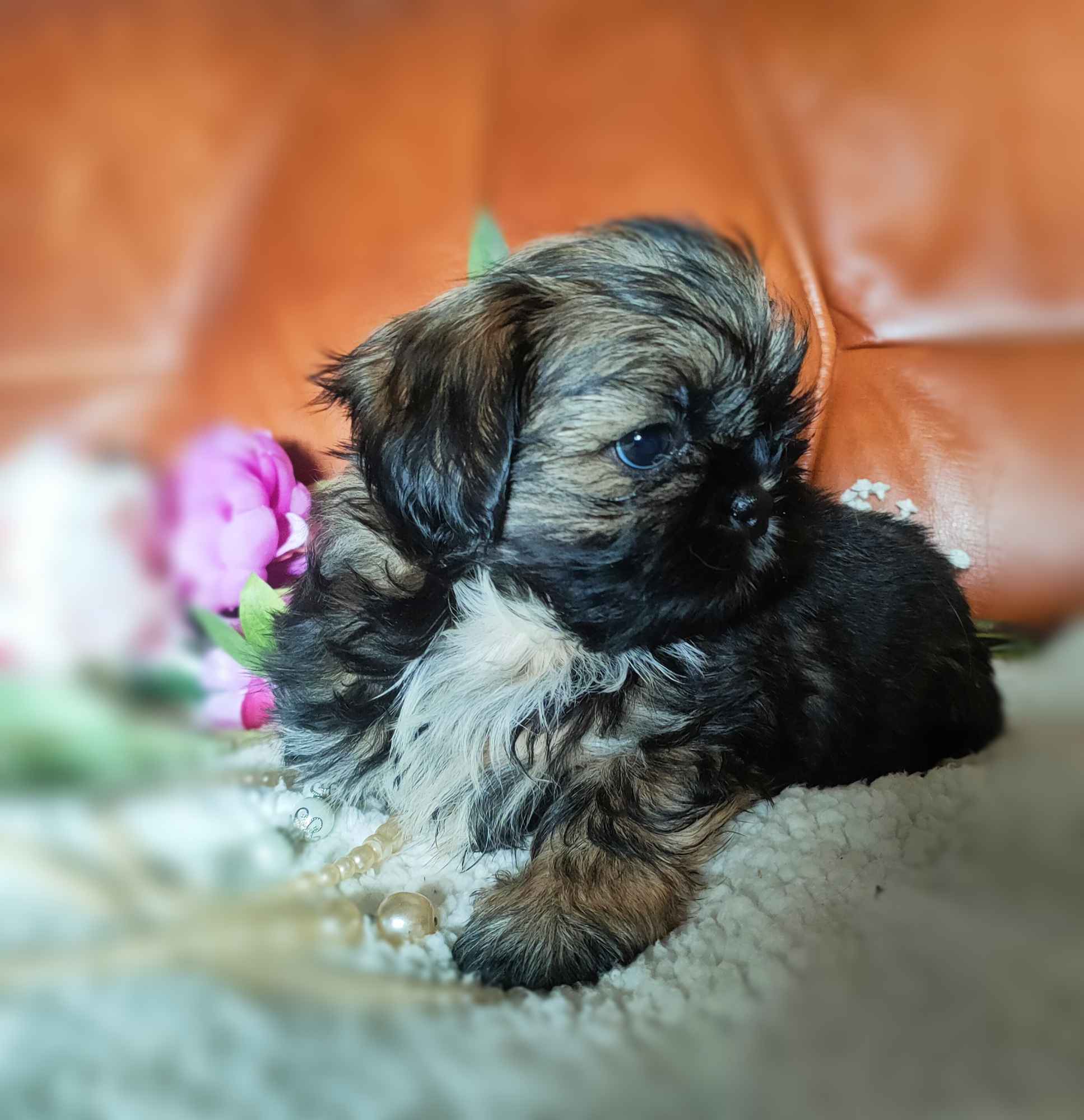 Shih tzu rasowe szczenięta Wałbrzych - zdjęcie 4