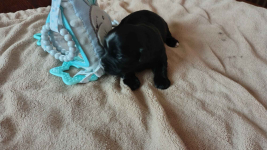 Hawańczyk z rodowodem Poniec - zdjęcie 3