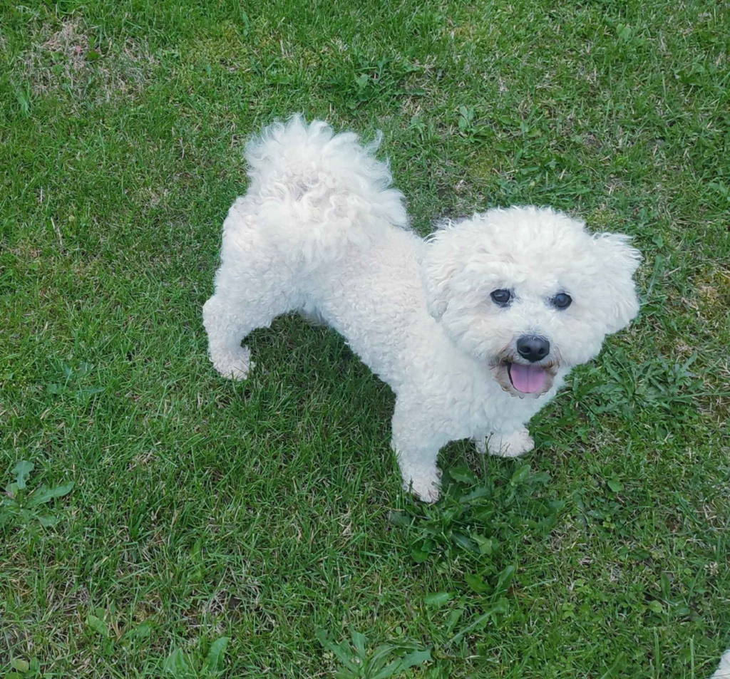 Bichon Frese / FCI Pilzno - zdjęcie 1