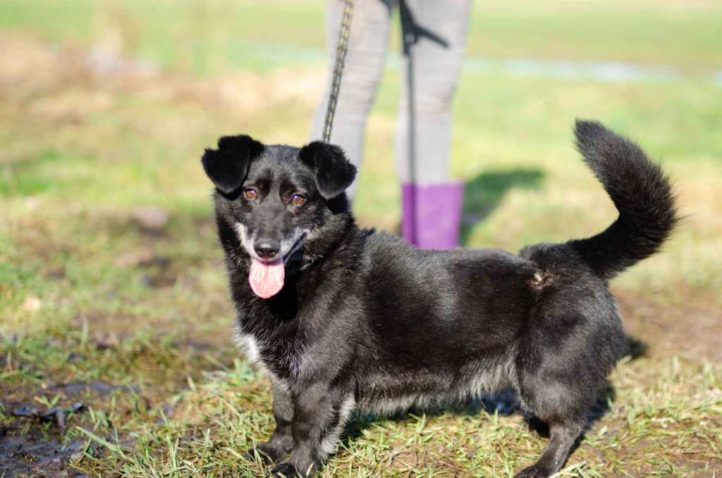 Patyk - niewielki, wesoły psiak uratowany z piekła Olsztyn - zdjęcie 4