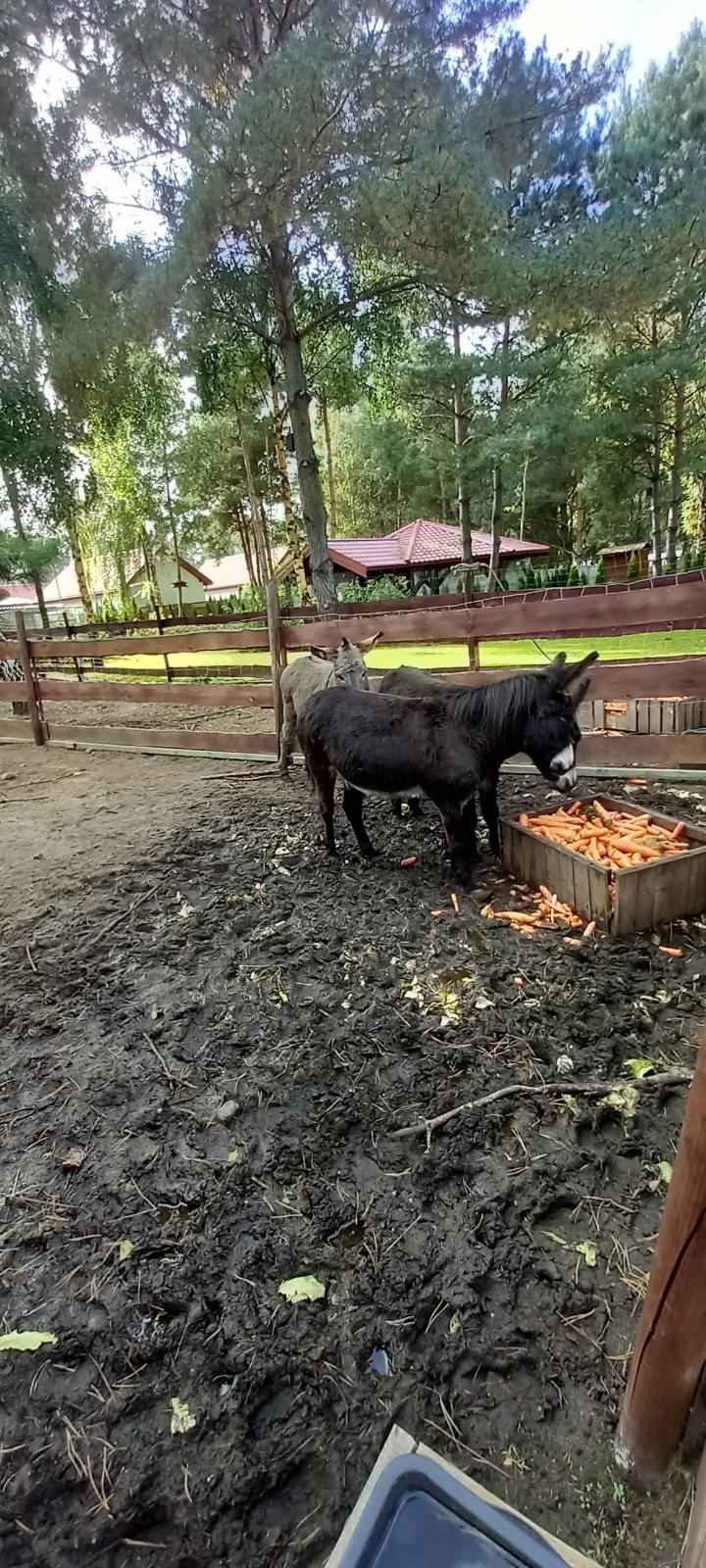 sprzedam osiołki 3 sztuki Szydłówiec - zdjęcie 4