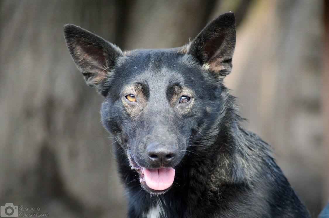 Marko - niekonfliktowy, wesoły psiak szuka domu! Olsztyn - zdjęcie 3