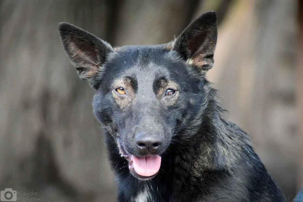Marko - niekonfliktowy, wesoły psiak szuka domu! Olsztyn - zdjęcie 3