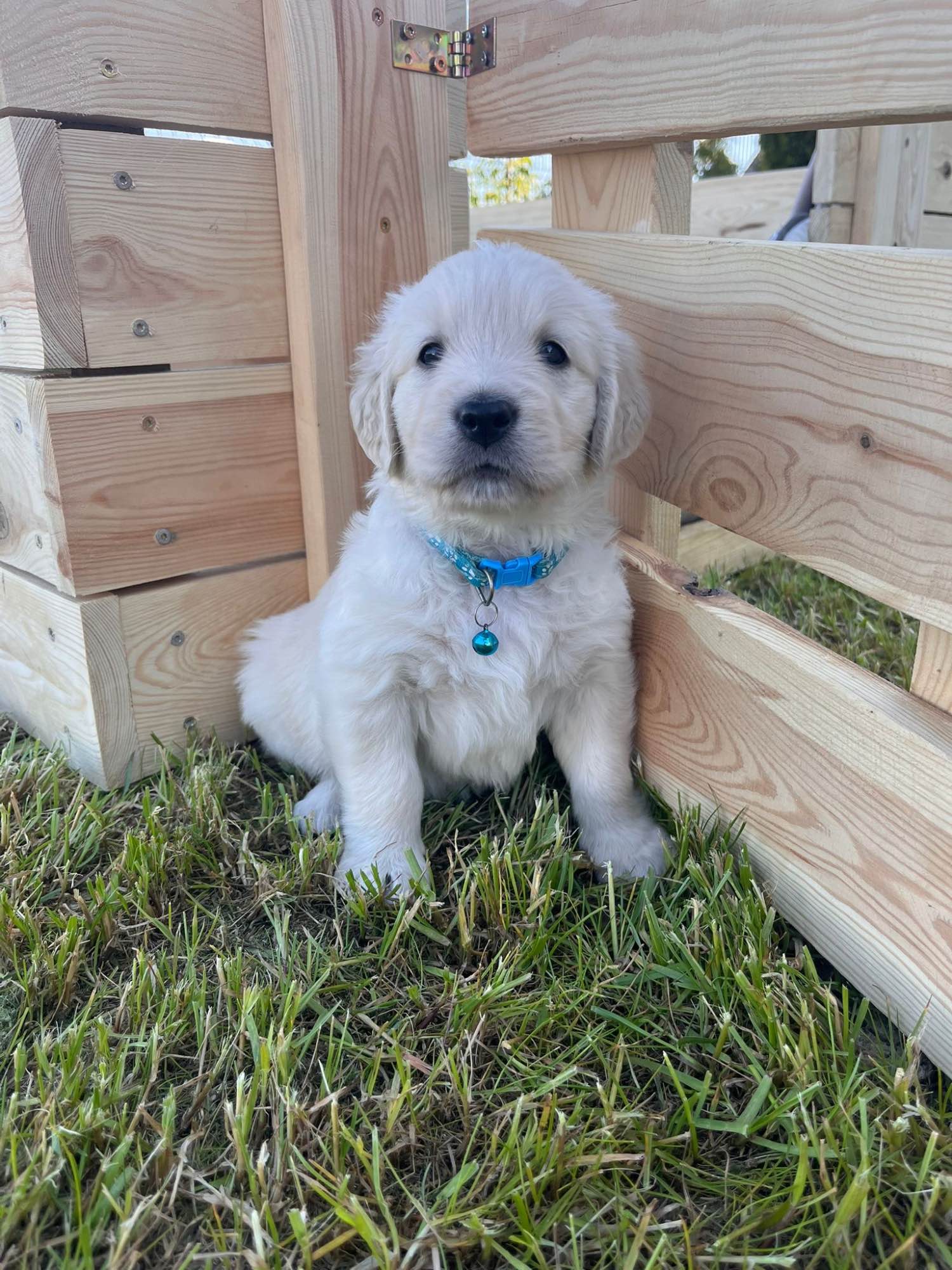 Szczeniaki Golden Retriever Góra - zdjęcie 2