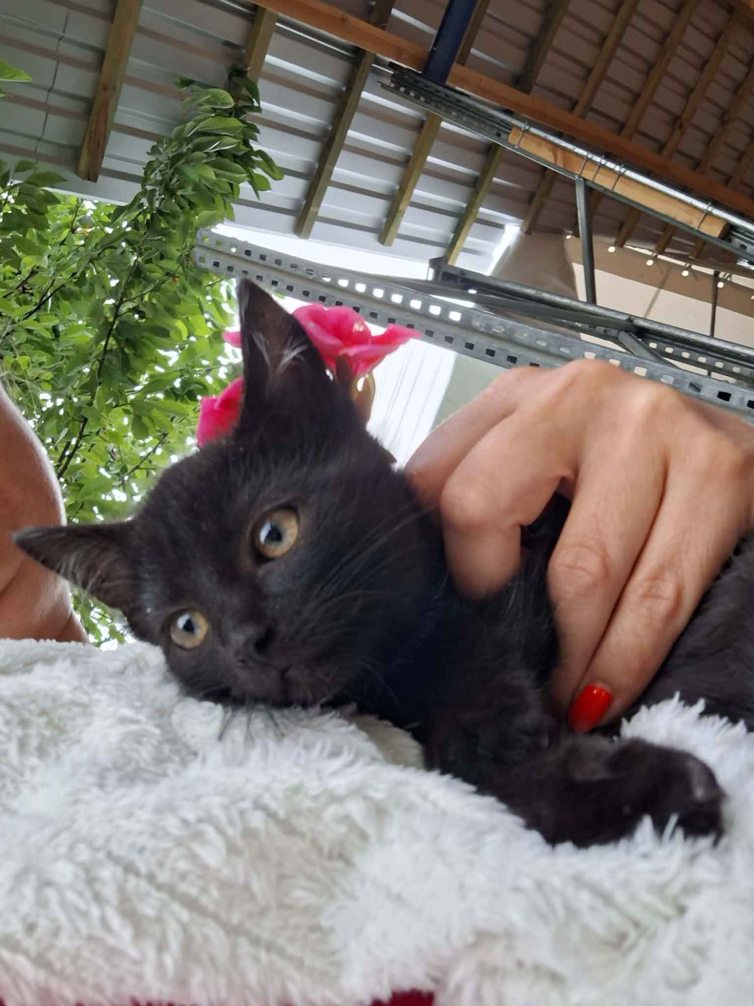 8 tygodniowe KOCIĘTA pilnie szukają domów! Olsztyn - zdjęcie 1