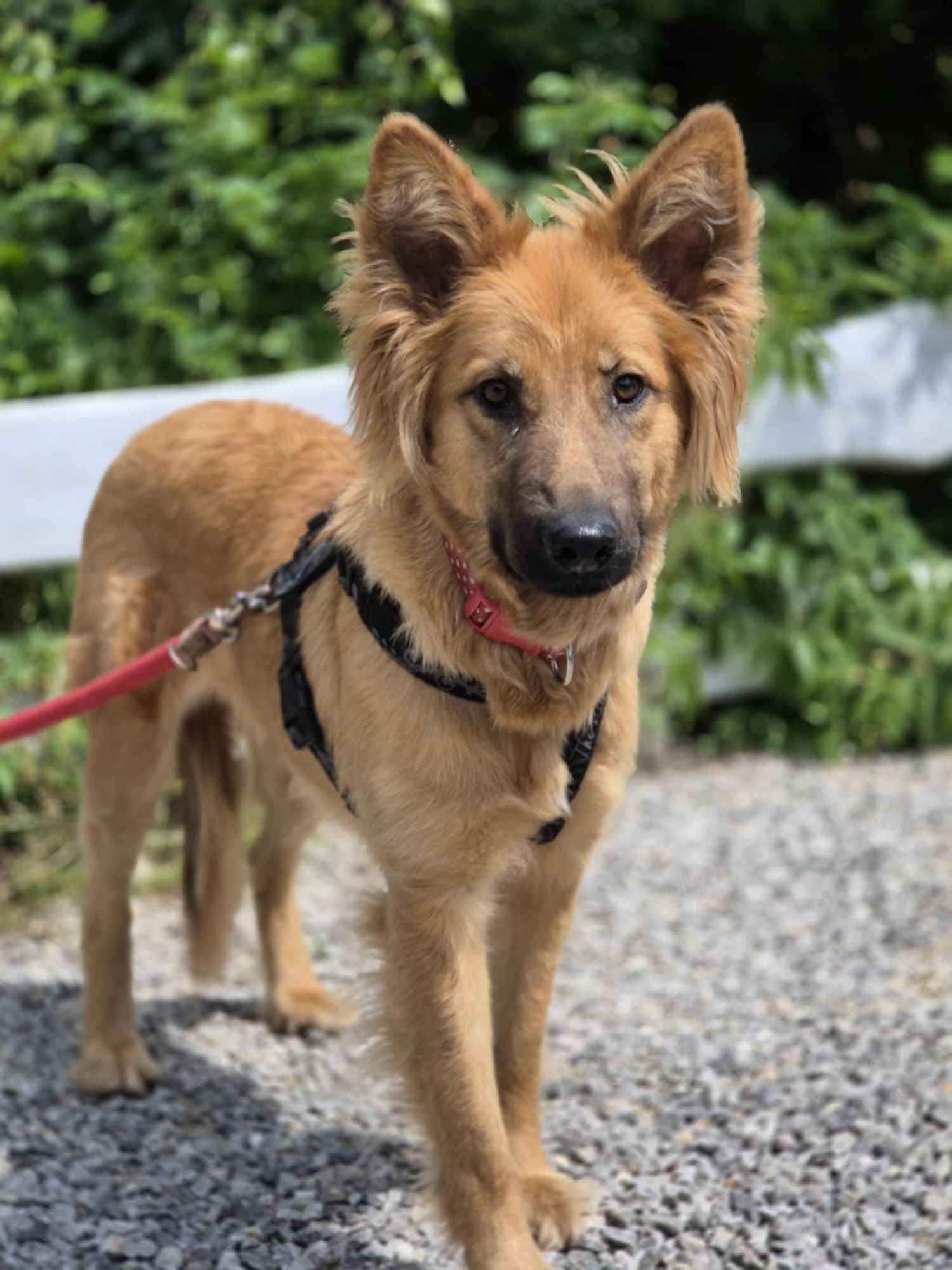 Bella - złotowłosa piękność, mądra, wesoła sunia do pokochania Olsztyn - zdjęcie 3