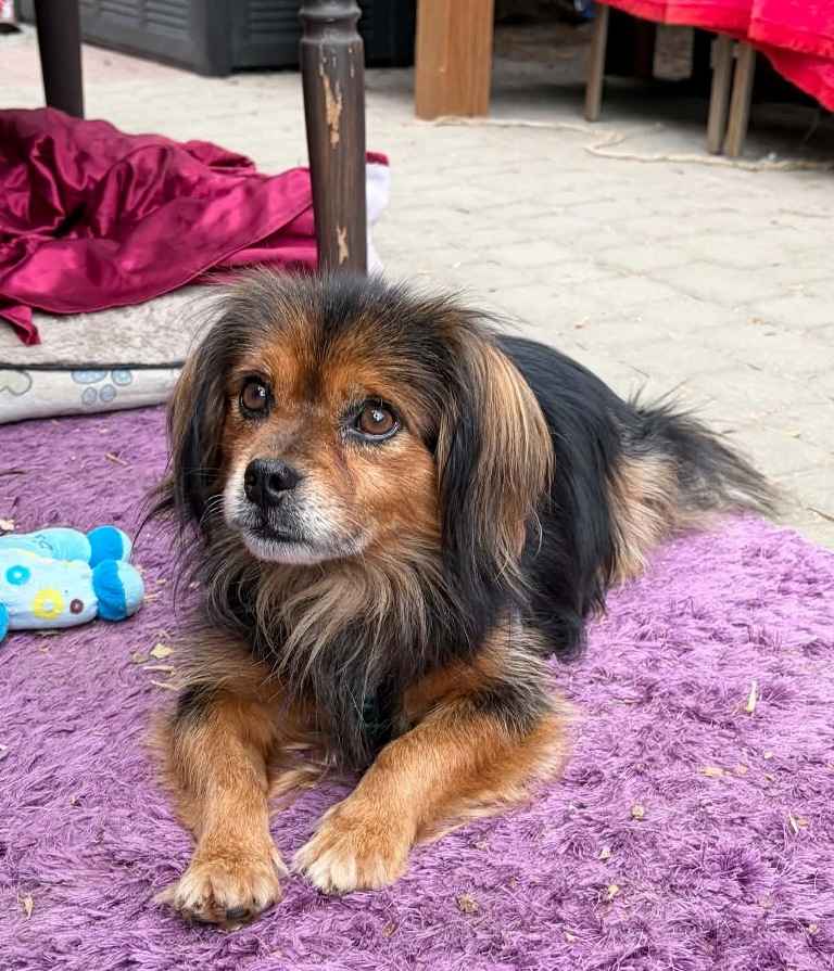 LEOŚ wyrzucony jak niepotrzebny mebel Praga-Południe - zdjęcie 2