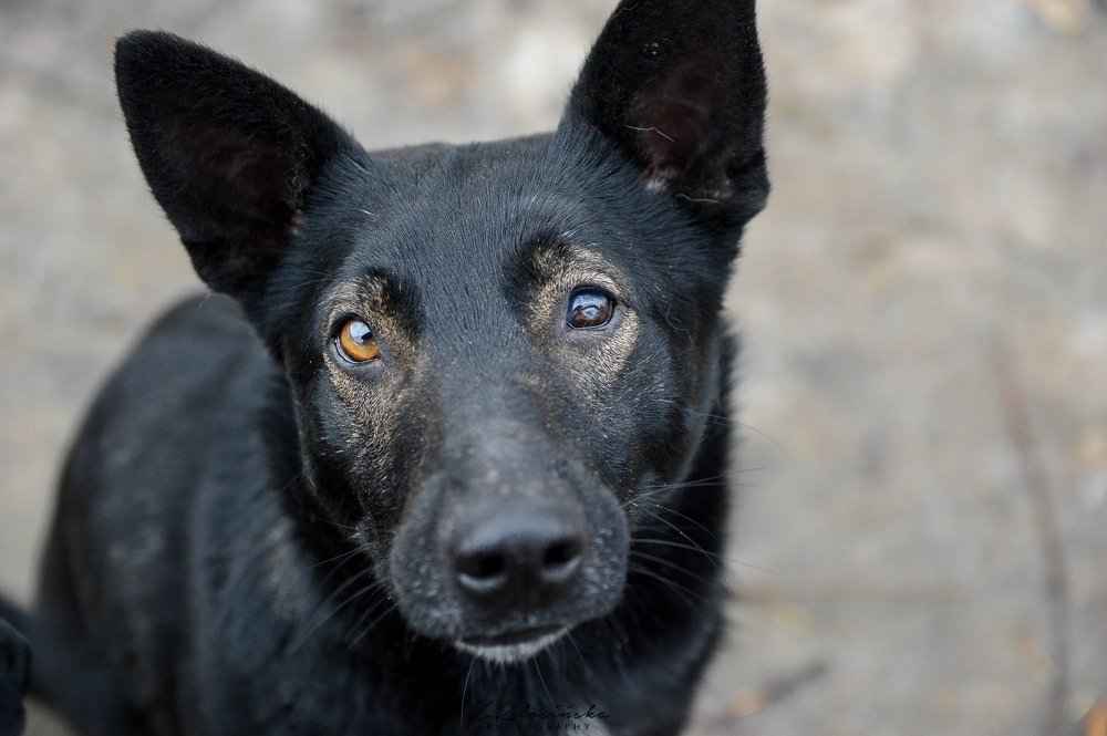 Marko - niekonfliktowy, wesoły psiak szuka domu! Olsztyn - zdjęcie 4