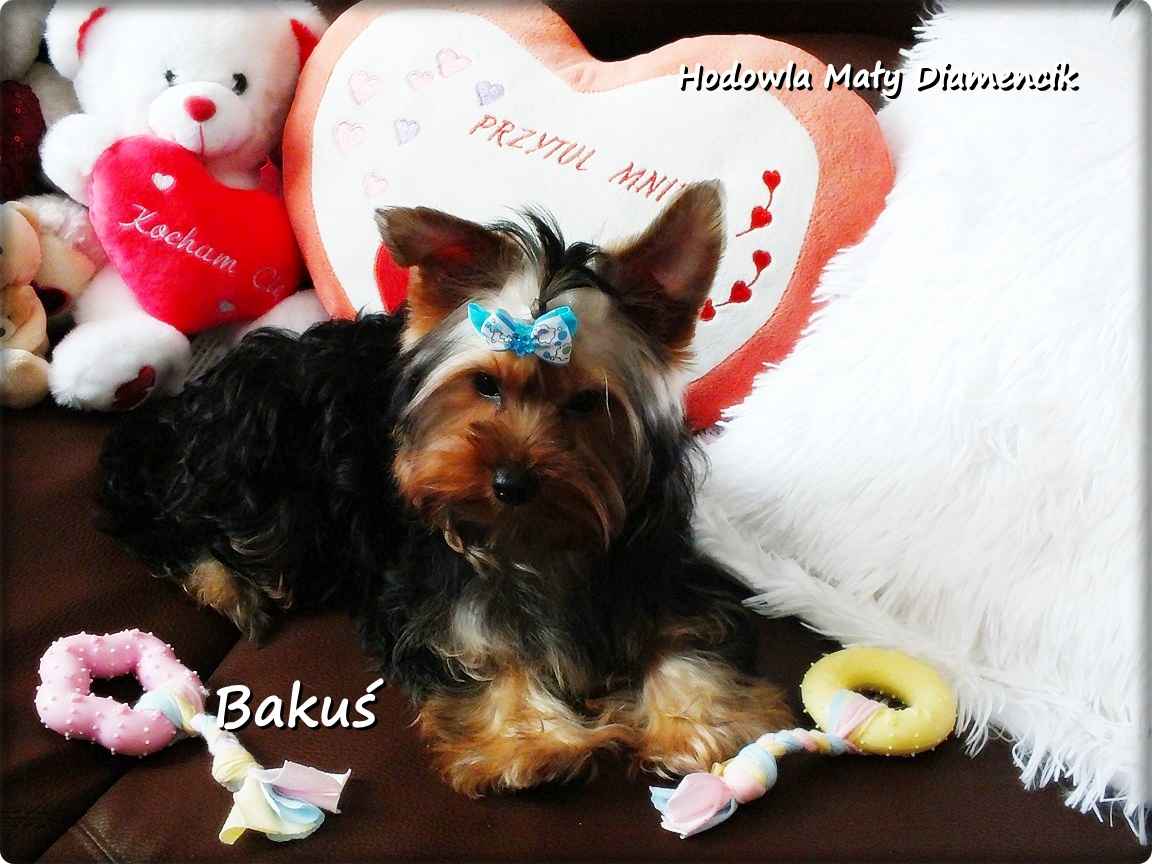 Yorkshire Terrier York piesek Bakuś szczeniaczek 4-miesięczny Rodowód Żary - zdjęcie 5